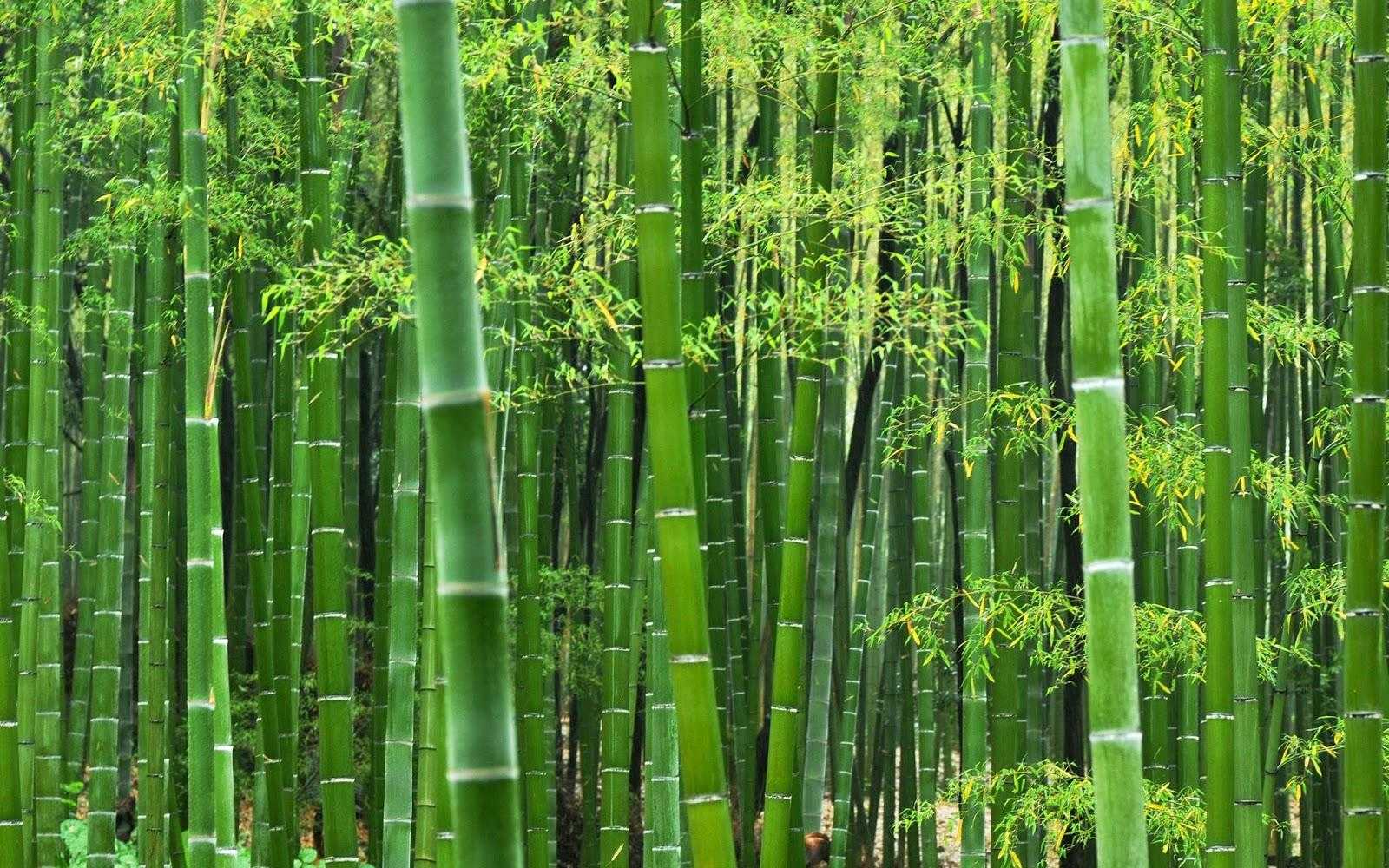 cara mencari bambu petuk