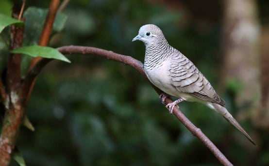 5 Ciri Ciri Burung Perkutut Majapahit  Asli Berdasarkan Mitosnya Kang Fappin