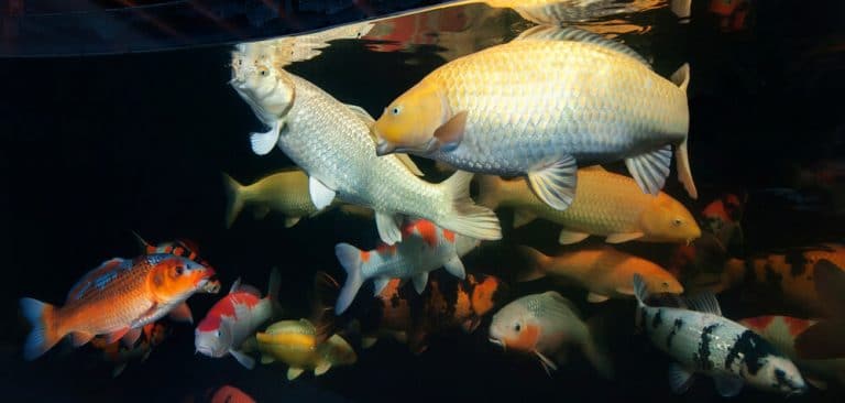 Arti Mimpi Melihat Ikan Banyak Sekali Dikolam Dan Lainnya Lengkap | Fappin