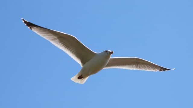 Arti Mimpi Menangkap Burung