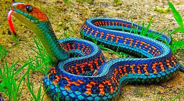 ♥ Arti mimpi digigit ular tapi tidak kena