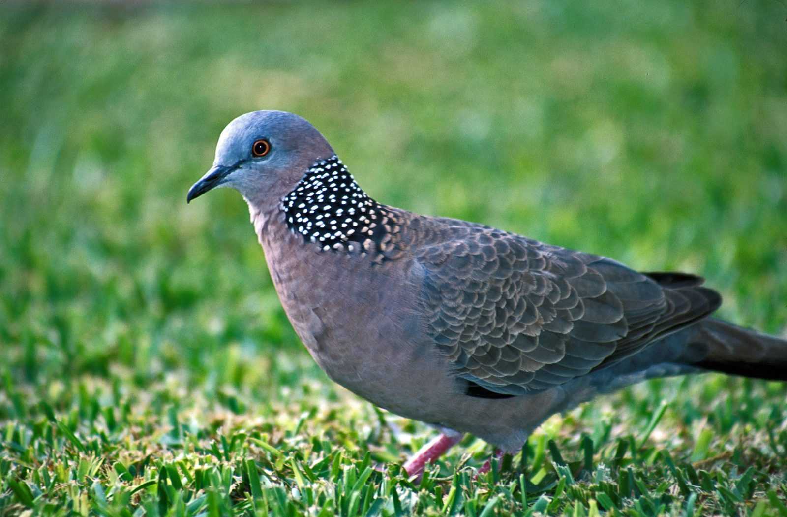 Burung Derkuku