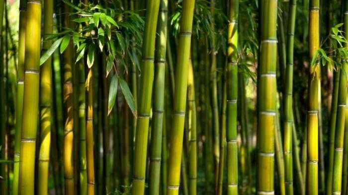 bambu patil lele