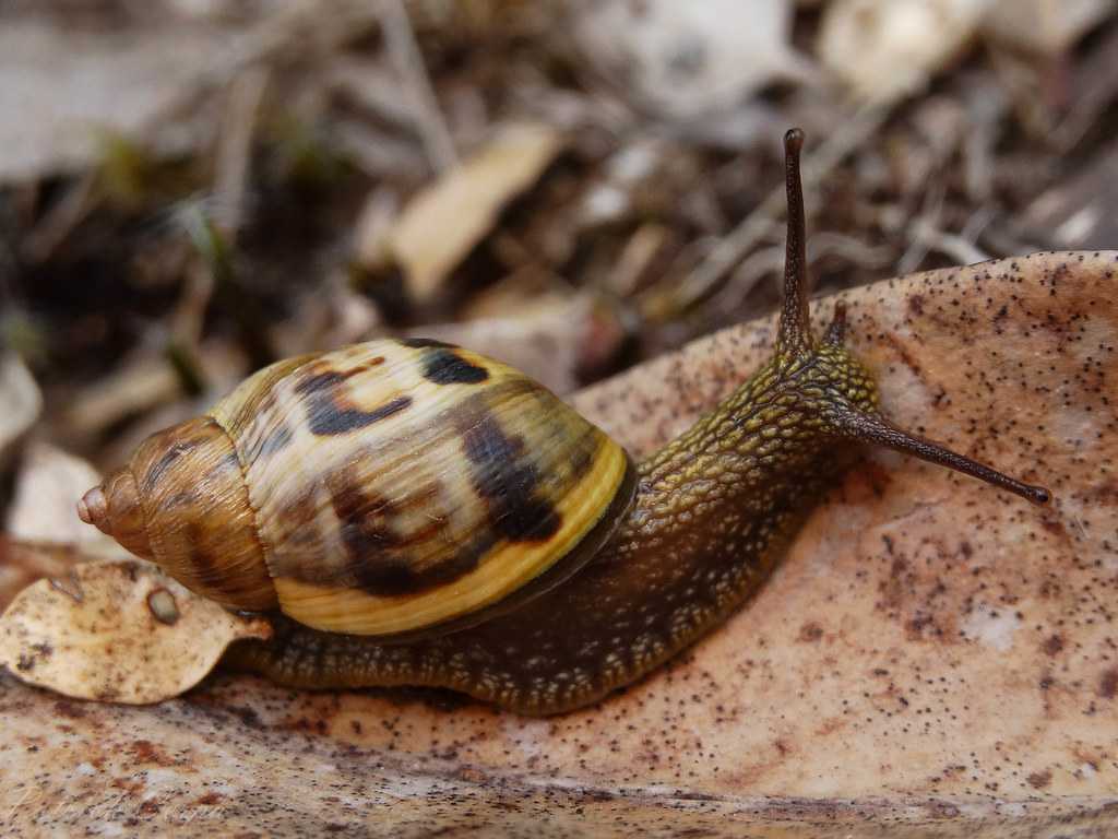  Pengertian Filum Mollusca  Kelas Contoh Peranan 