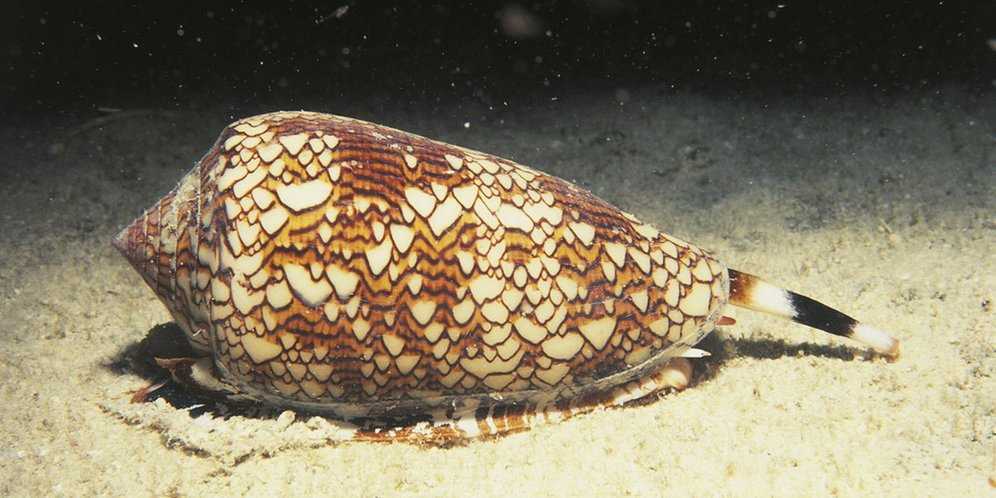  Pengertian Filum Mollusca  Kelas Contoh Peranan 