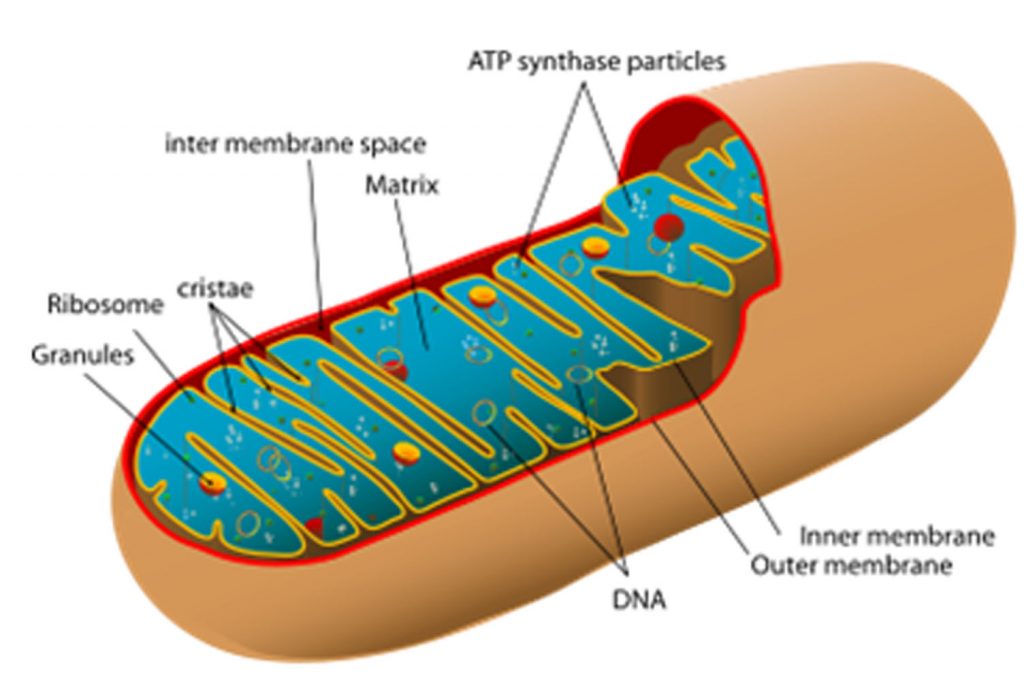 Contoh, Peranan, Ciri Ciri, Fungsi, Struktur Dan Pengertian Mitokondria Menurut Para Ahli