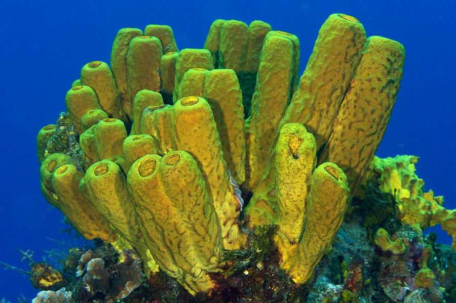 Pengertian Porifera  Struktur Klasifikasi Peranan  Dan 