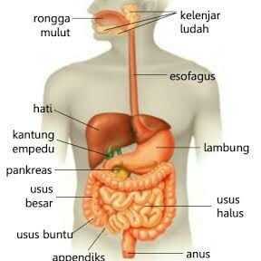 Gambar, Contoh, Fungsi, Proses Dan Pengertian Sistem Pencernaan Manusia Menurut Para Ahli