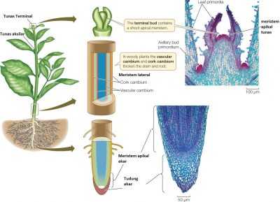 Materi, Gambar, Sifat, Fungsi, Ciri, Struktur Dan Pengertian Jaringan Meristem