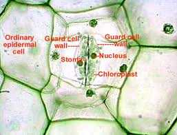 Mekanisme, Fungsi, Struktur, Waktu, Tipe Dan Pengertian Stomata Menurut Para Ahli