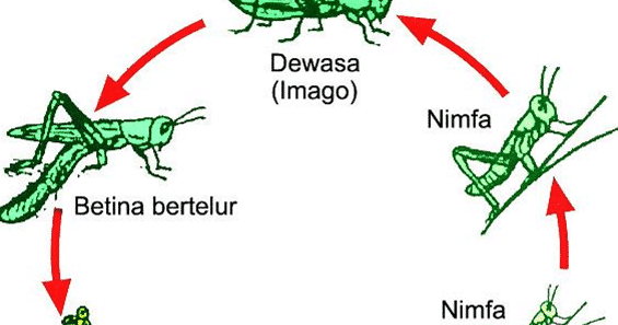 Pengertian Metamorfosis  Sempurna  Dan Tidak  Sempurna  Fappin