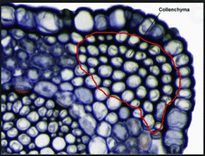Fungsi Jaringan Kolenkim