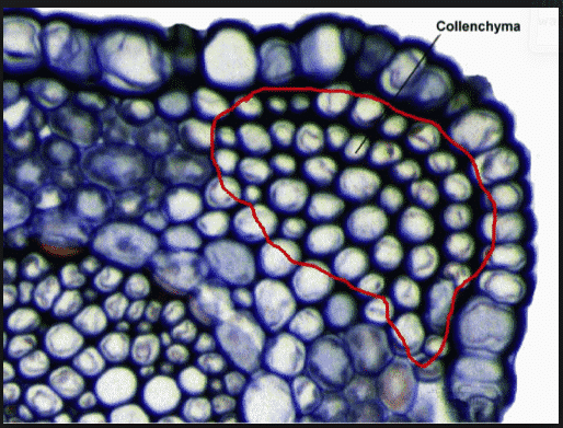 Sifat, Fungsi, Gambar, Struktur Serta Pengertian Jaringan Penguat Kolenkim Dan Sklerenkim