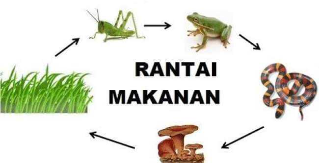 Rantai Makanan Hewan, Kambing, Manusia, Di Laut Dan Di Sawah