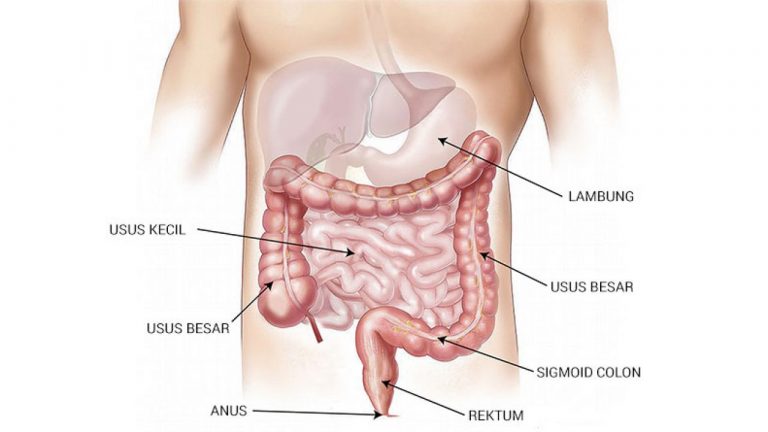 Pengertian Usus Halus Proses, Fungsi, Enzim, Dan