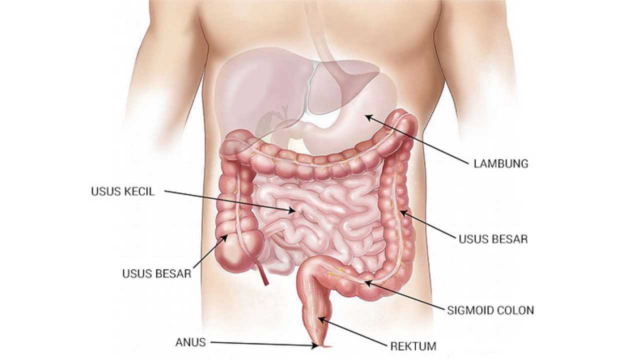 Struktur, Enzim, Fungsi, Proses Dan Pengertian Usus Halus Menurut Para Ahli