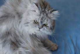 Gambar Kucing Anggora Imut