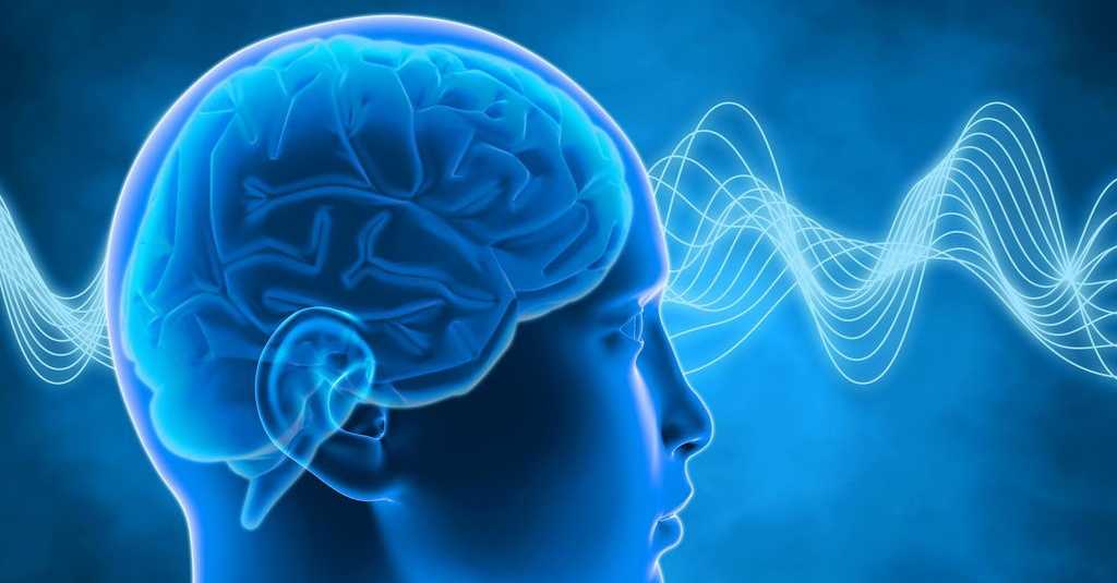 Otak Besar Pengertian Fungsi Struktur Dan Bagian Otak Besar Kang