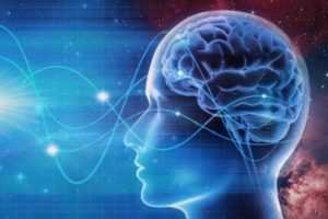 Otak Besar : Pengertian, Fungsi, Struktur dan Bagian Otak Besar